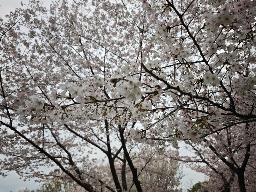 櫻花-荊邑公園