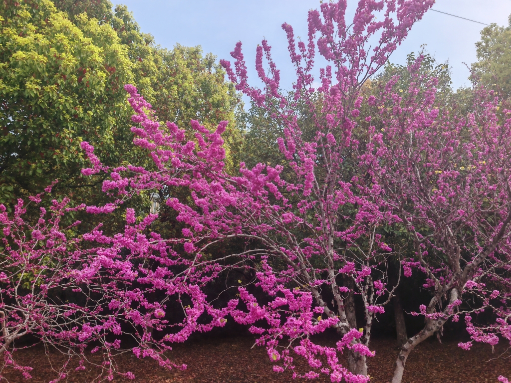 紫荊-慶源大道