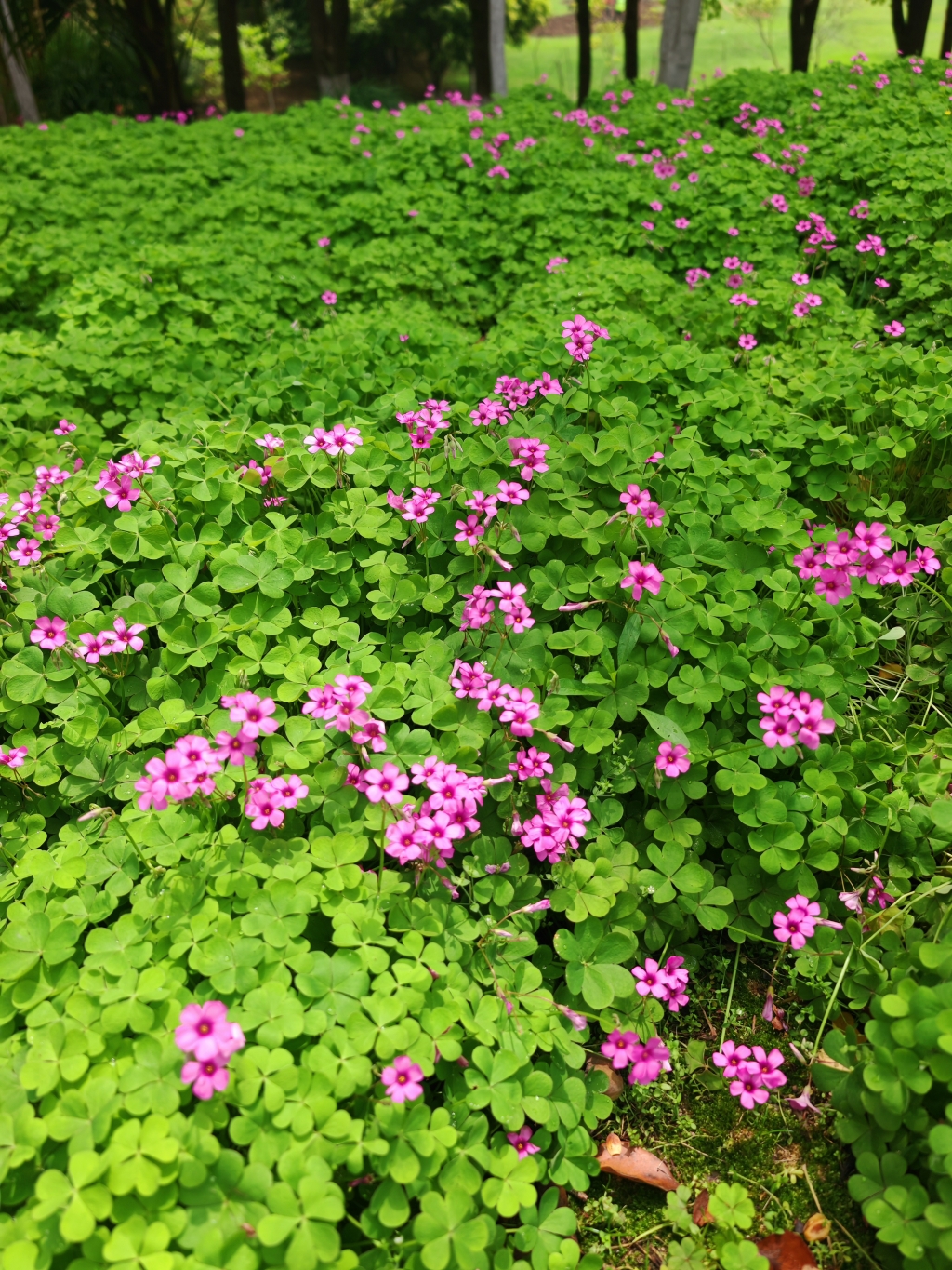紅花酢漿草