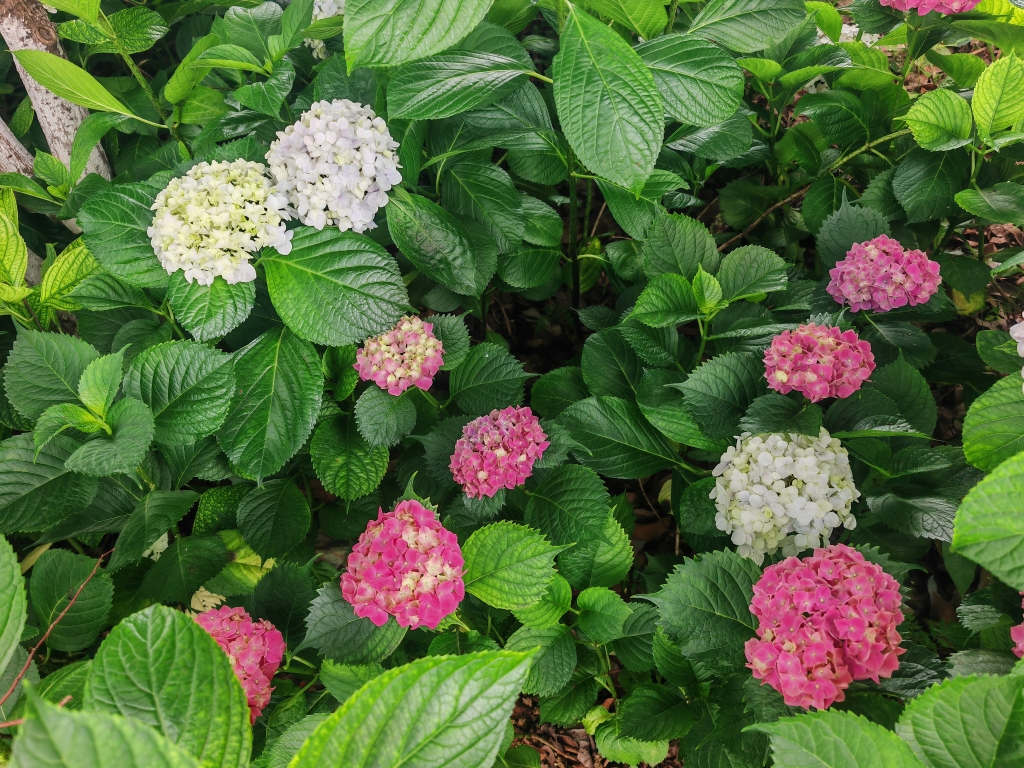 八仙花-體育中心