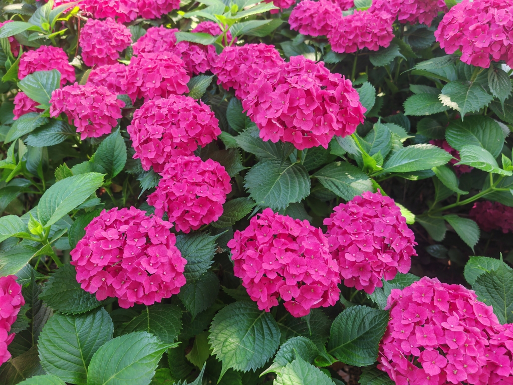 八仙花-體育中心