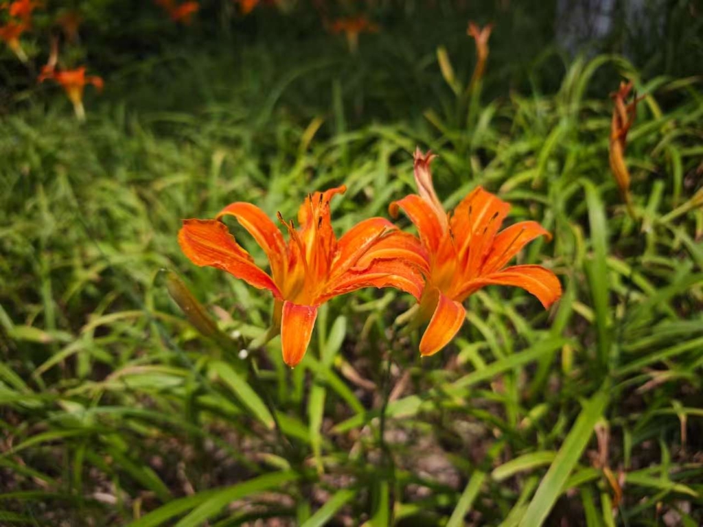 大花萱草-青墩公園